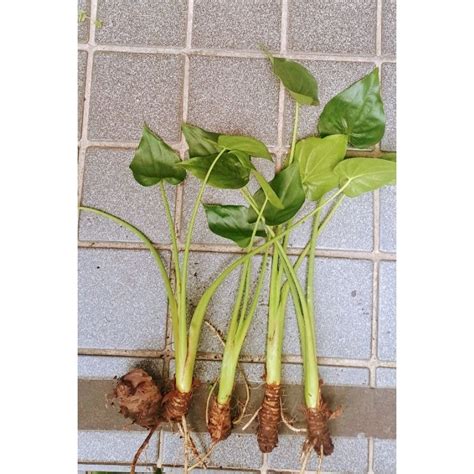 佛手芋開花|水種植物新手入門！ 15 種室內植物推薦 種植好處/開。